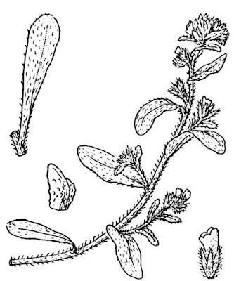 Echium arenarium,
Coastal Viper's Bugloss,
Viperina costiera
