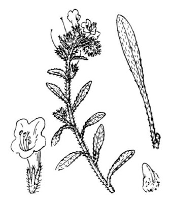 Echium sabulicola subsp. sabulicola