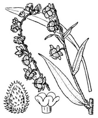 Common Hound's Tongue Common Hound's Tongue