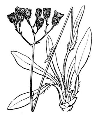 King-devil hawkweed