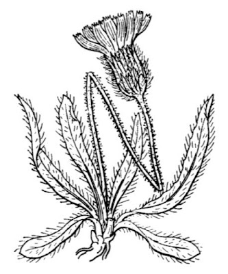 Glanduliferous Hawkweed