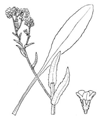 Barrelier's bugloss Barrelier's bugloss