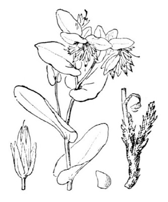 Erba tortore