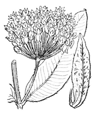 Asclepias syriaca L.
