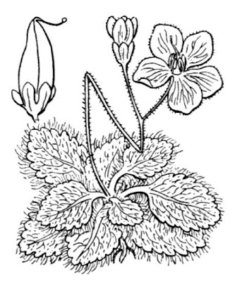Ramonda myconi