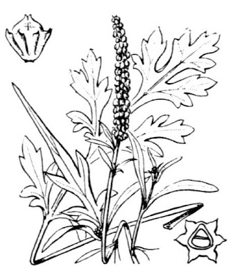 Ambrosia maritima L.