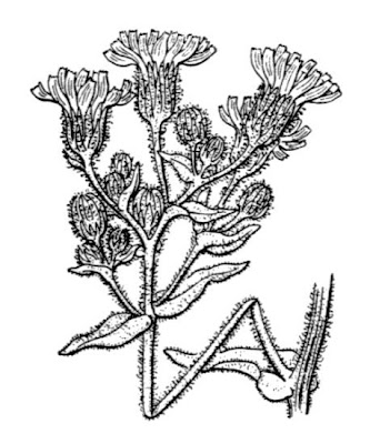 Lanutella comune