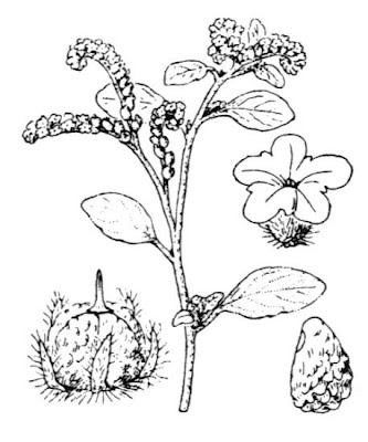 Caterpillar-weed Caterpillar-weed