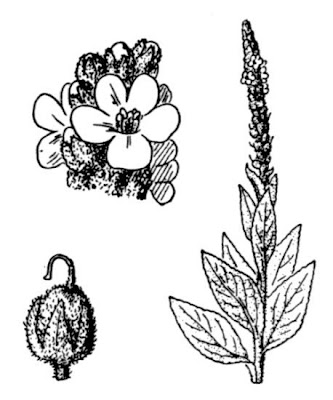 Verbascum thapsus L.