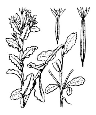 Legousia hybrida (L.) Delarbre