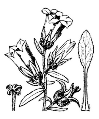 Campanula toscana Campanula toscana