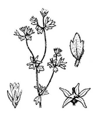 Campanula minore Campanula minore