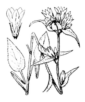 Campanula agglomerata Campanula agglomerata