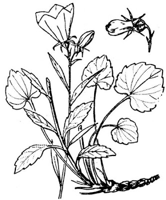 Campanula macrorhiza A. DC.