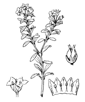 Kalmia procumbens,
Loiseleuria