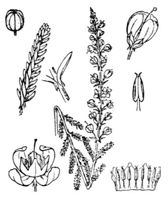 Brughiera Brughiera