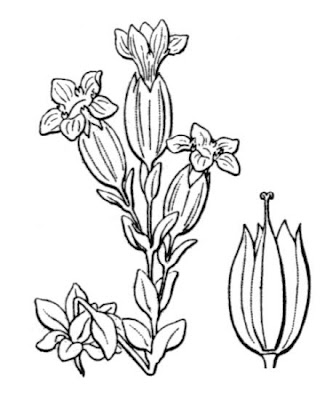 Bladder Gentian Bladder Gentian