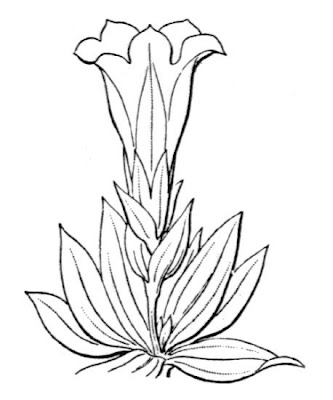 Trumpet Gentian Trumpet Gentian