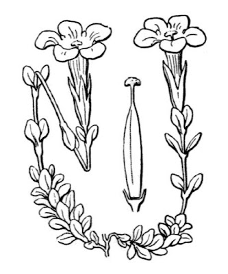 Genziana bavarese