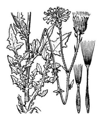 Crépis fétide Crépis fétide