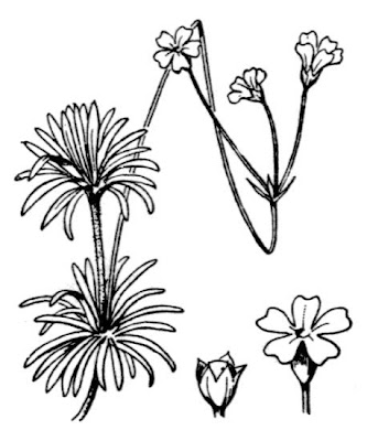 Androsace lattea Androsace lattea