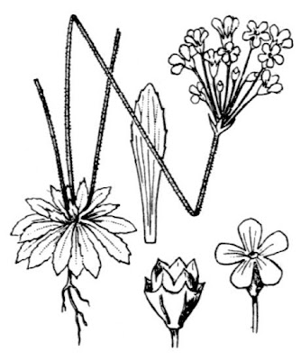 Androsace nordica Androsace nordica