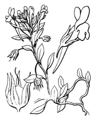 Linajola riflessa