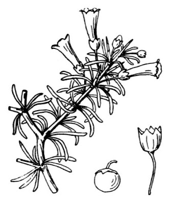 Kaffir Thorn Kaffir Thorn