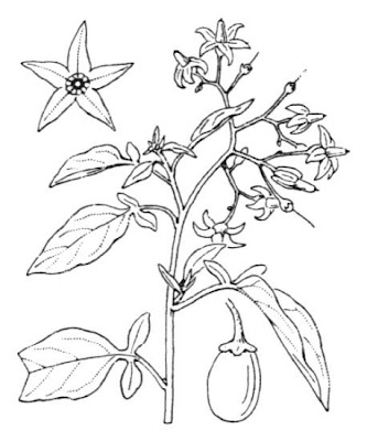 Climbing nightshade Climbing nightshade