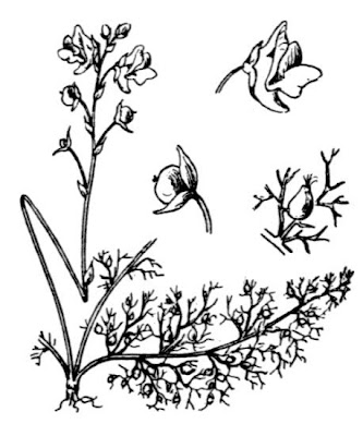 Erba-vescica comune