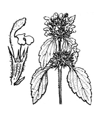 Galeopsis ladanum subsp. ladanum