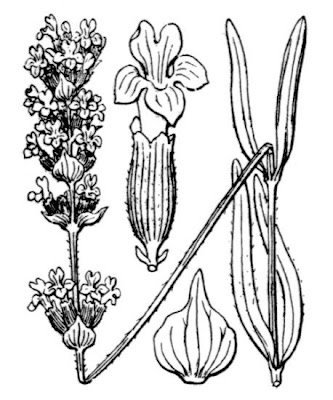 Khuzama