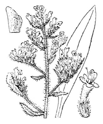 Echium italicum,
borrago-italiano,
Italian viper's bugloss,
Italian vipersbugloss,
Italian-bugloss,
Pale Bugloss,
Viperina maggiore siciliana