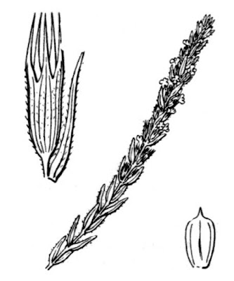 Micromeria juliana (L.) Bentham