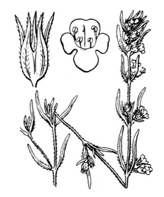 Saborida