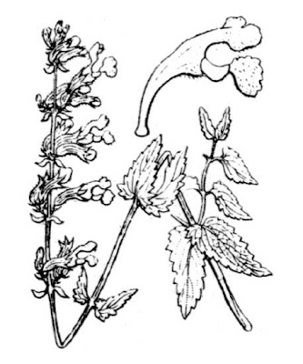 Nepeta agrestis Loisel.