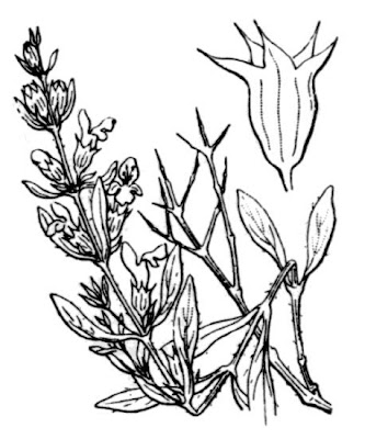 Stachys glutinosa L.