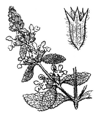 Stachys recta L.