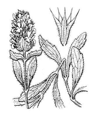 Sideritis hyssopifolia L.