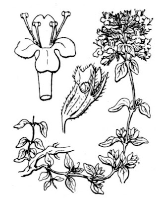 Thymus herba-barona Loisel.