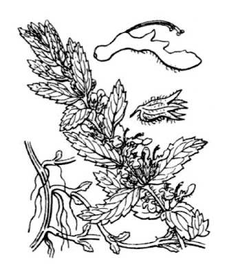 Teucrium scordium L.