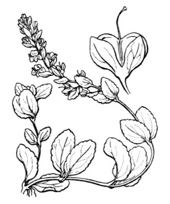 Brightblue speedwell Brightblue speedwell