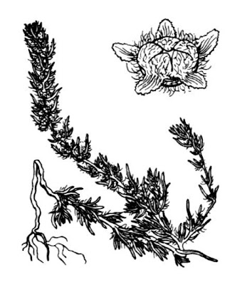 Bassia laniflora (S.G. Gmel.) A.J. Scott