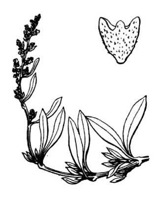 Atriplex portulacoides L.