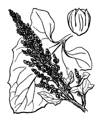 Farinello buon-enrico