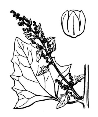 Saltmarsh Goosefoot