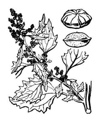 Nettle-leaf goosefoot
