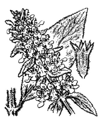Stachys byzantina Koch