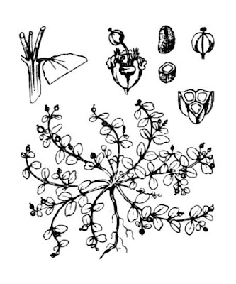 Erba pondina