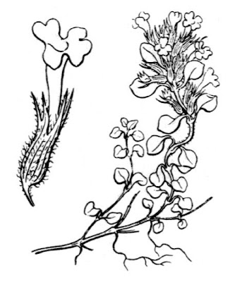 Acinos corsicus (Pers.) Getliffe